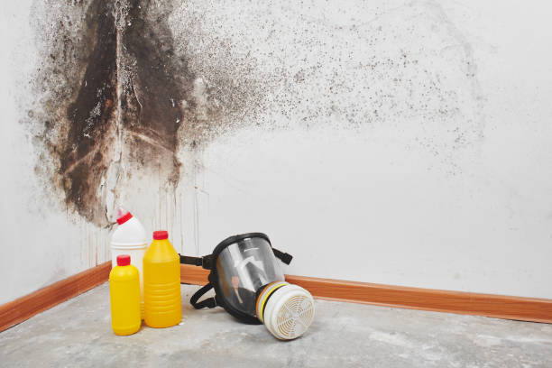 Best Attic Mold Removal  in Rutledge, GA