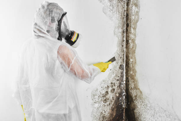 Best Crawl Space Mold Removal  in Rutledge, GA