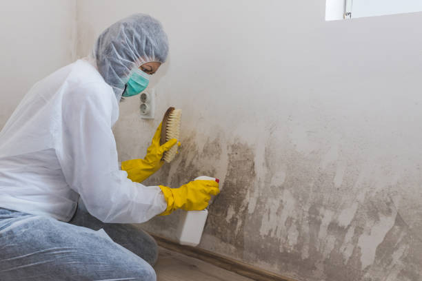 Best Toxic Mold Removal  in Rutledge, GA