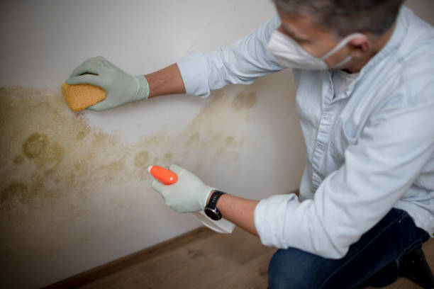 Best Commercial Mold Removal  in Rutledge, GA
