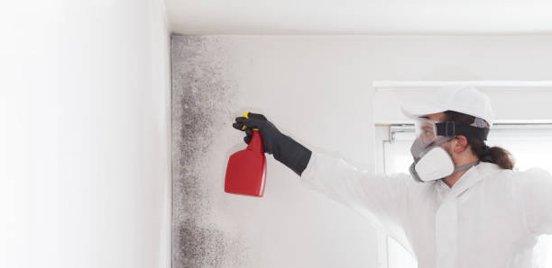 Mold Testing and Removal in Rutledge, GA