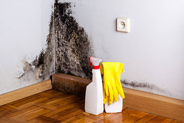 Crawl Space Mold Removal in Rutledge, GA