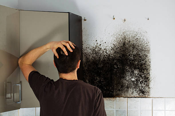 Best Local Mold Removal Service  in Rutledge, GA
