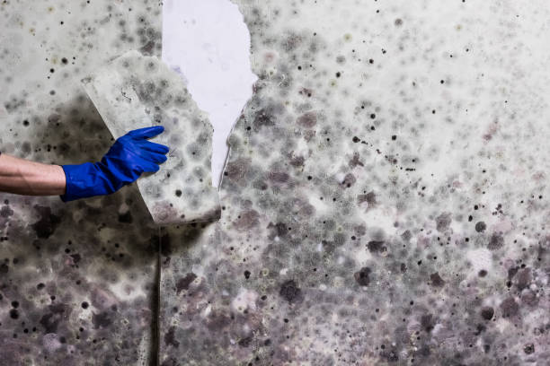 Best Mold Damage Repair  in Rutledge, GA