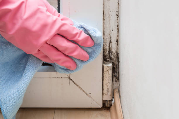 Best Professional Mold Removal  in Rutledge, GA